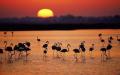 Doñana