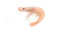 Gamba blanca de Huelva